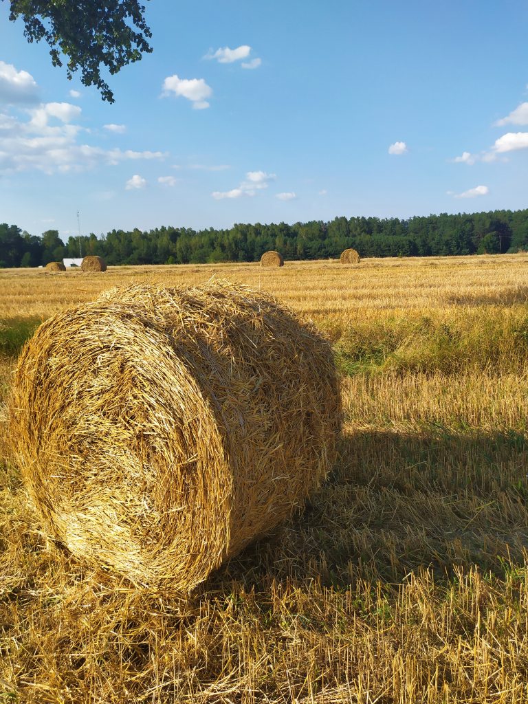 Pole z balotem słomy